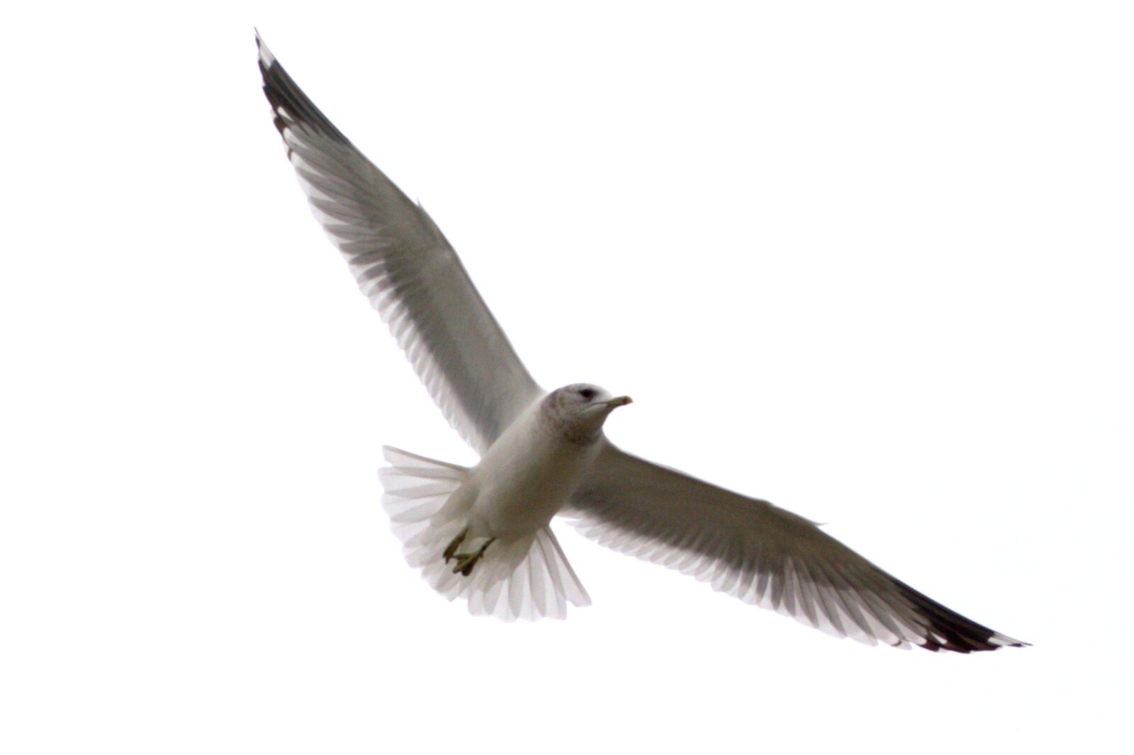 Nikon D5200 sample photo. Herring gull, seagull, larus photography