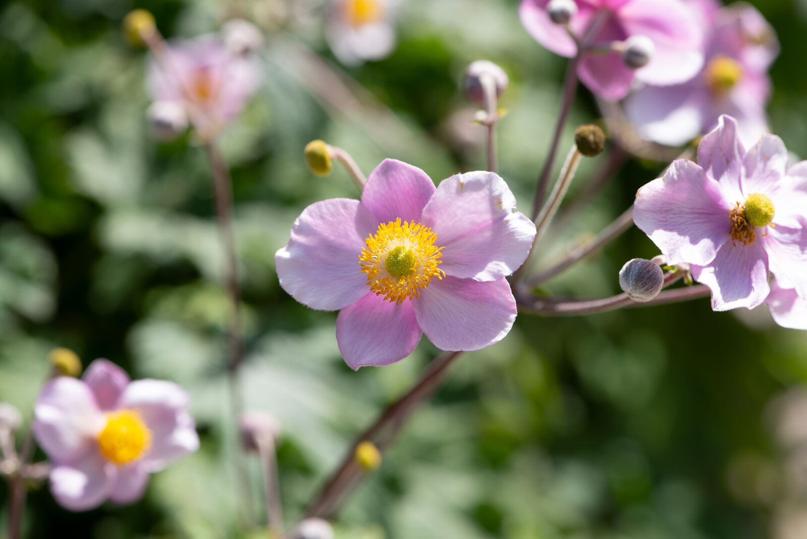 Nikon D750 sample photo. Japanese anemone, anemone, flower photography