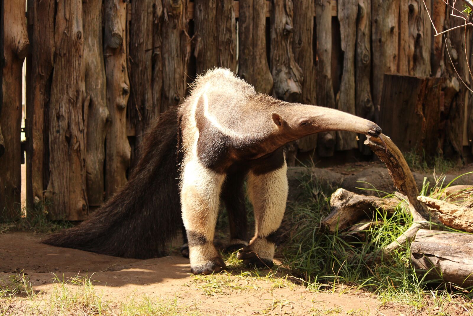 Canon EOS 650D (EOS Rebel T4i / EOS Kiss X6i) + Canon EF-S 55-250mm F4-5.6 IS II sample photo. Giant anteater, animal, wildlife photography