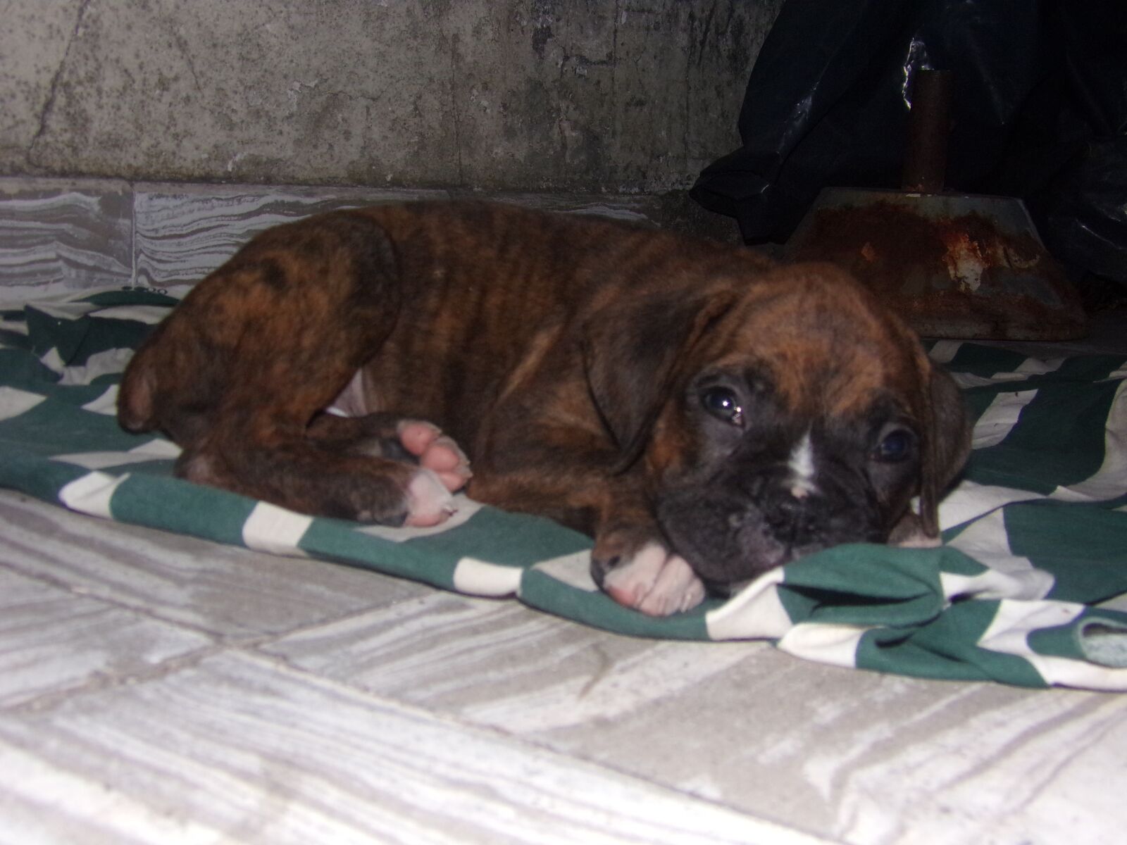 Kodak PIXPRO AZ361 sample photo. Mascota, boxer, titan photography