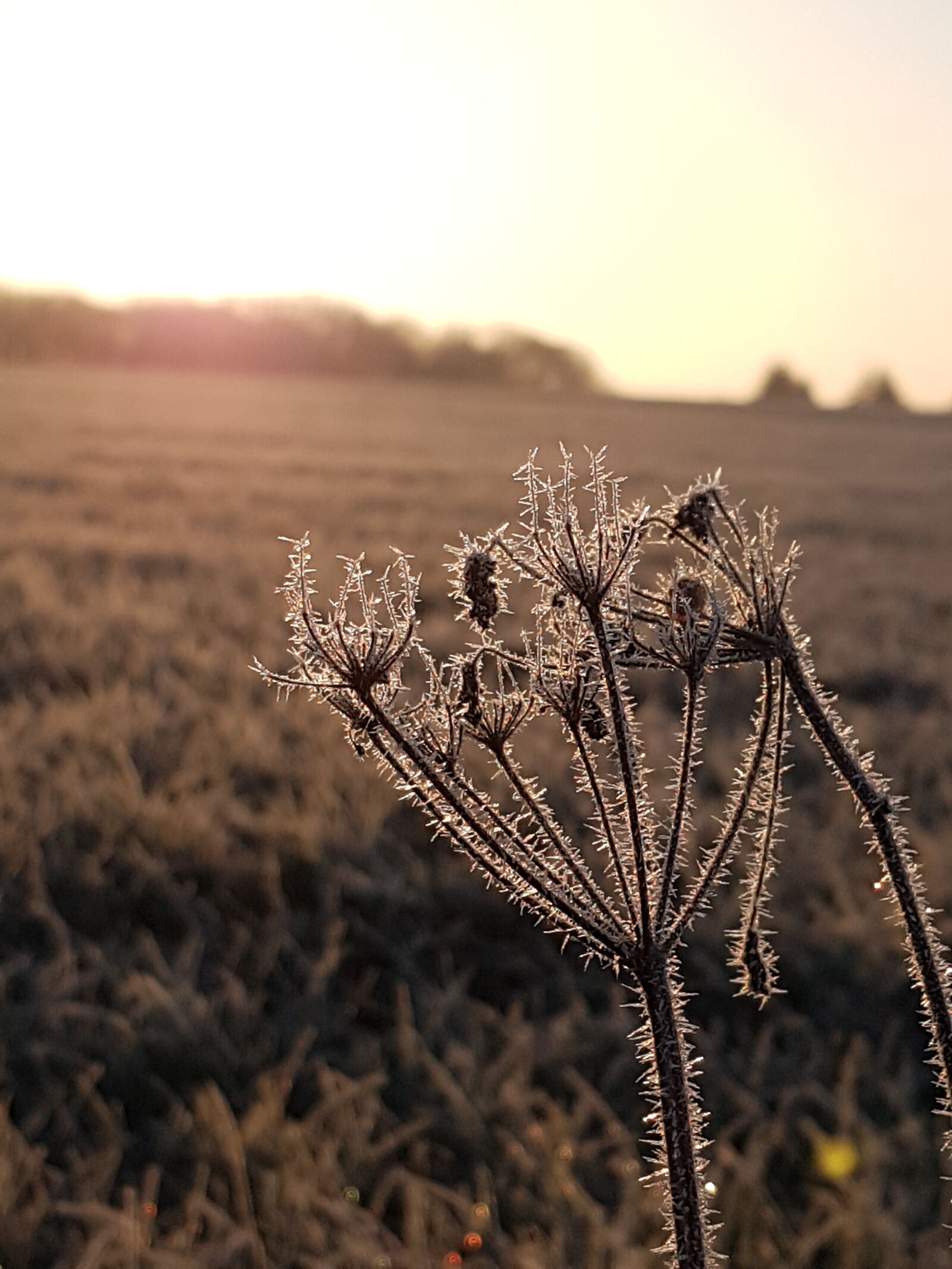 Samsung Galaxy S7 sample photo. Frost, meadow, icy photography