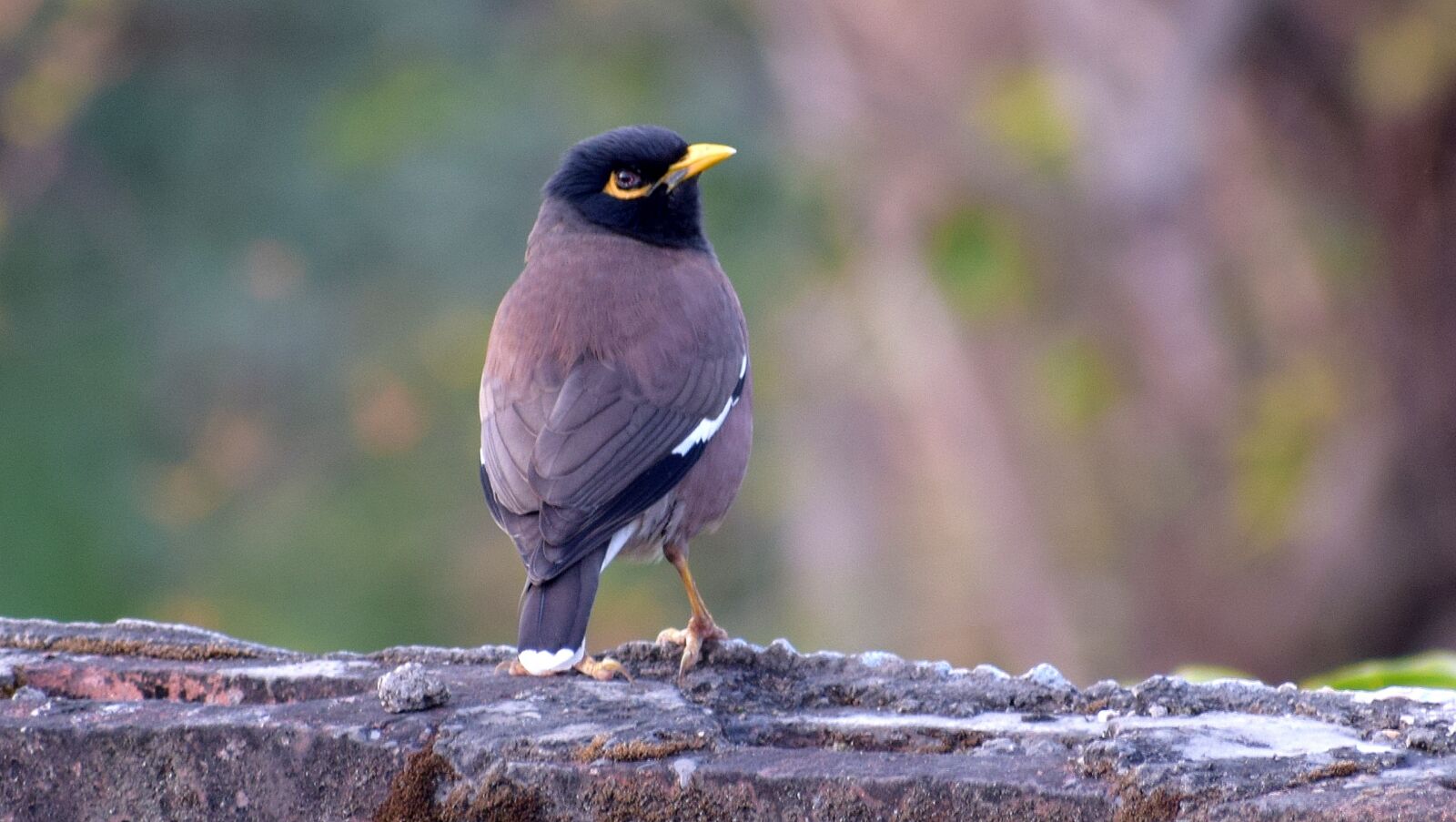 Nikon D3300 sample photo. Bird, wildlife, nature photography