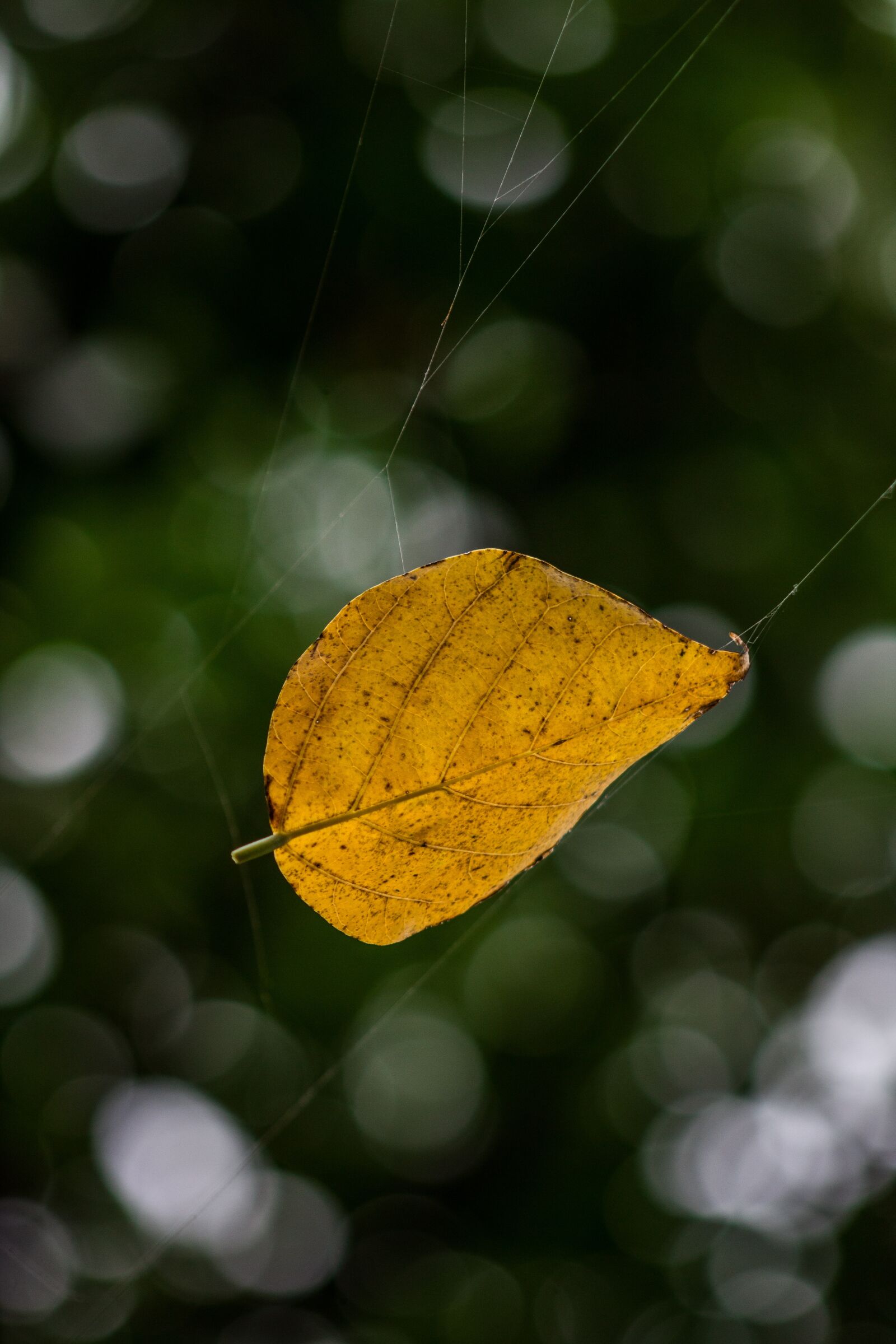 Canon EF75-300mm f/4-5.6 sample photo. Leaf, nature, bokeh photography