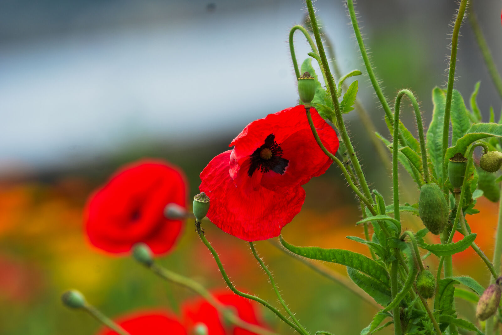 Nikon D5200 sample photo. Botanique, champs, coquelicots, fleurs photography