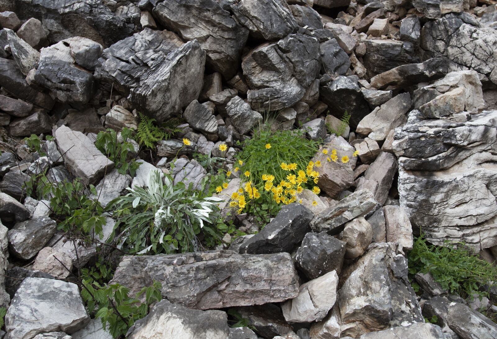 Nikon D750 sample photo. Mountain, rocks, nature photography