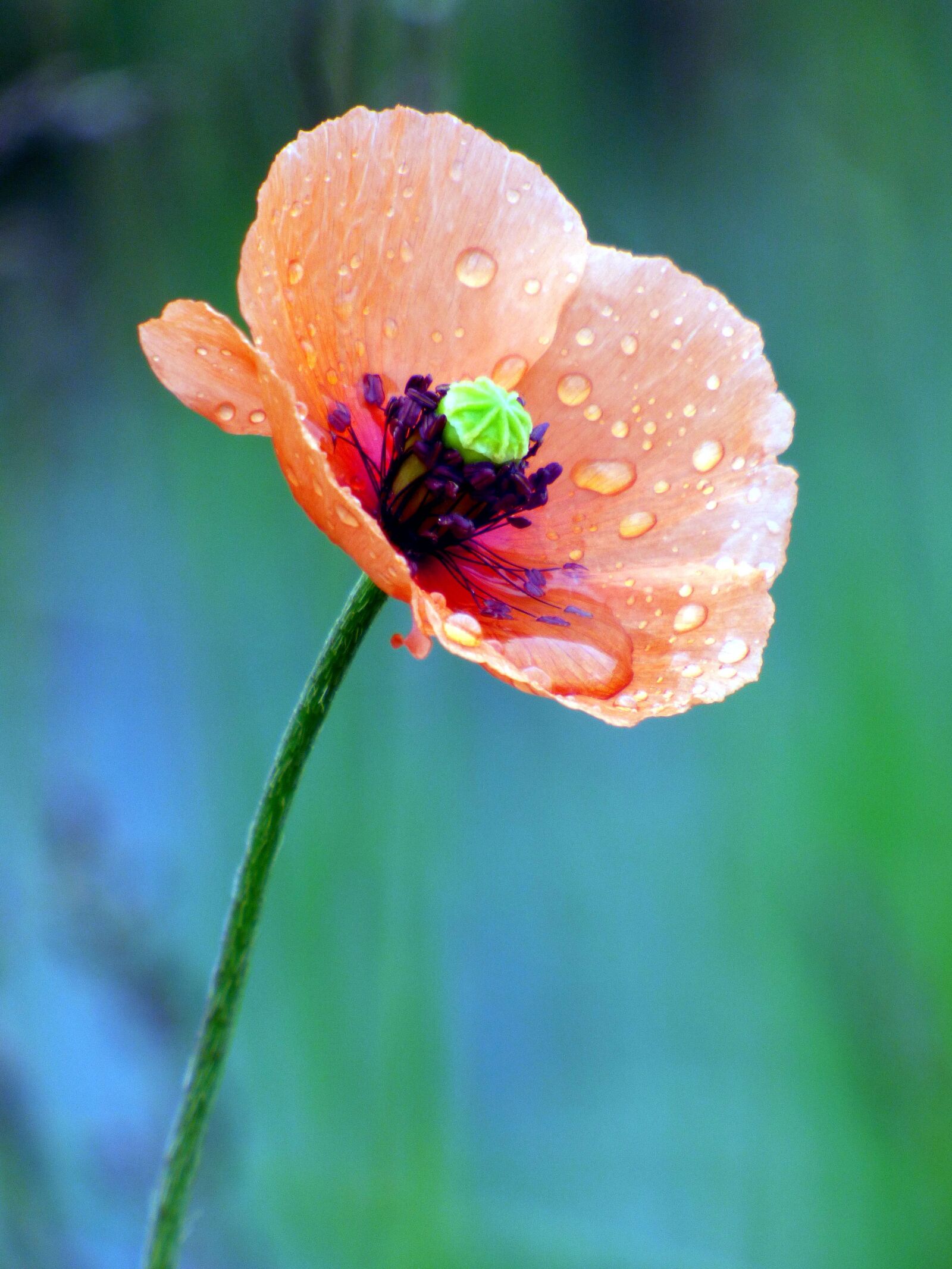 Panasonic DMC-FZ72 sample photo. Poppy, dew, color photography