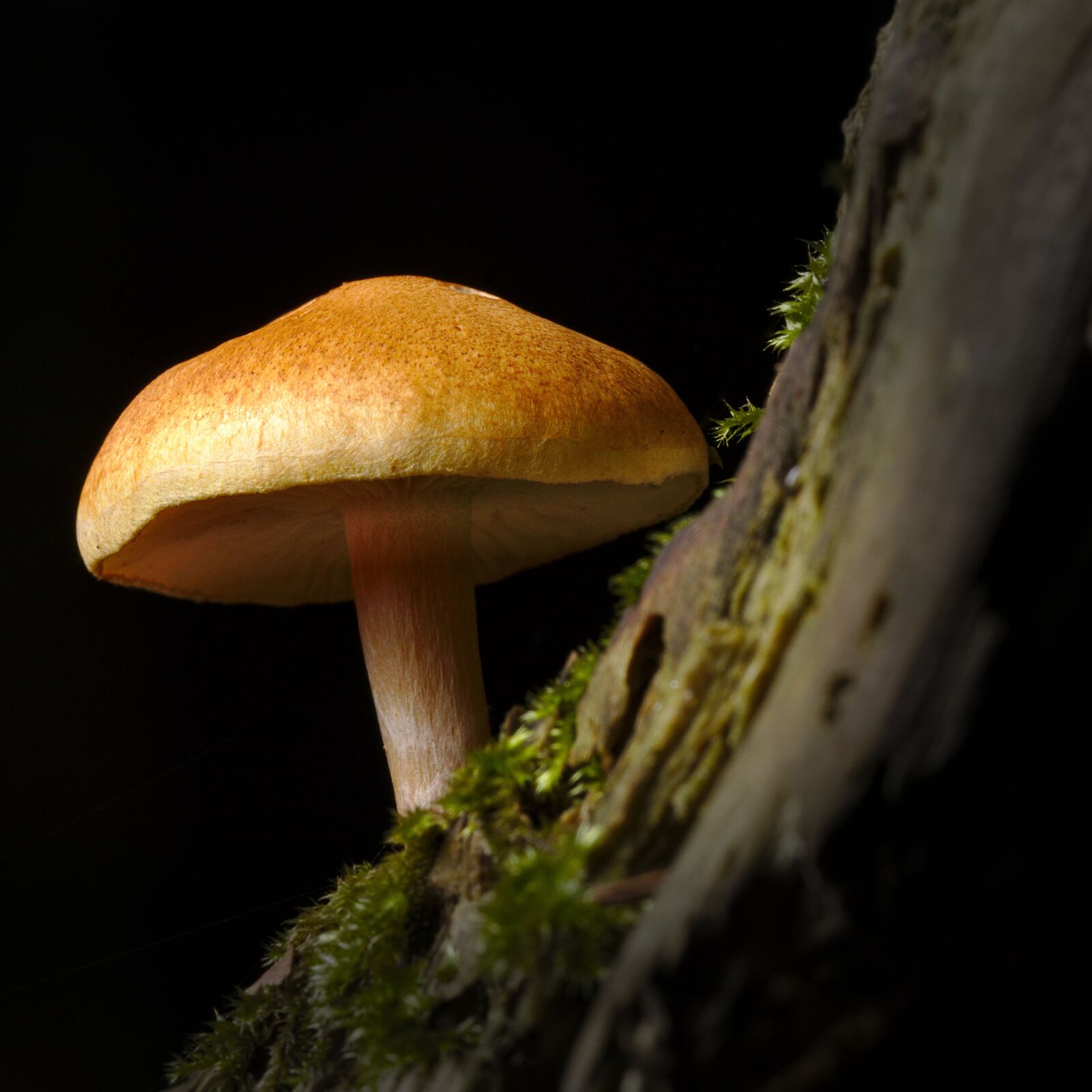 Canon EOS M5 sample photo. Mushroom, autumn, forest photography