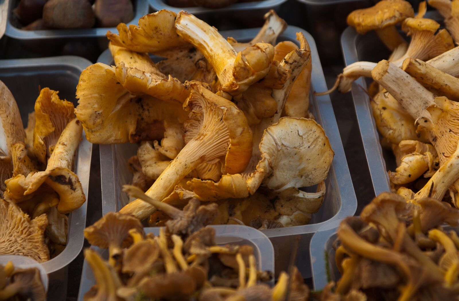 Pentax K10D sample photo. Mushrooms, chanterelle mushrooms, market photography