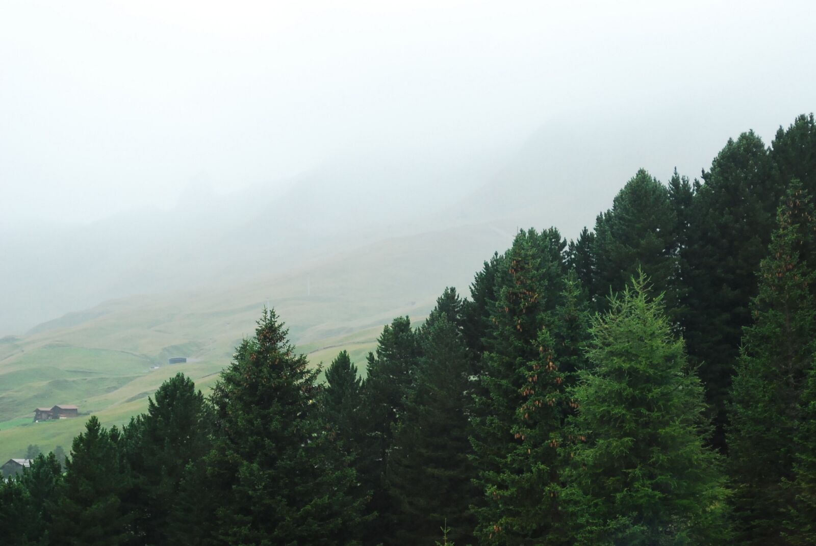 Nikon D80 sample photo. Forest, nature, fog photography