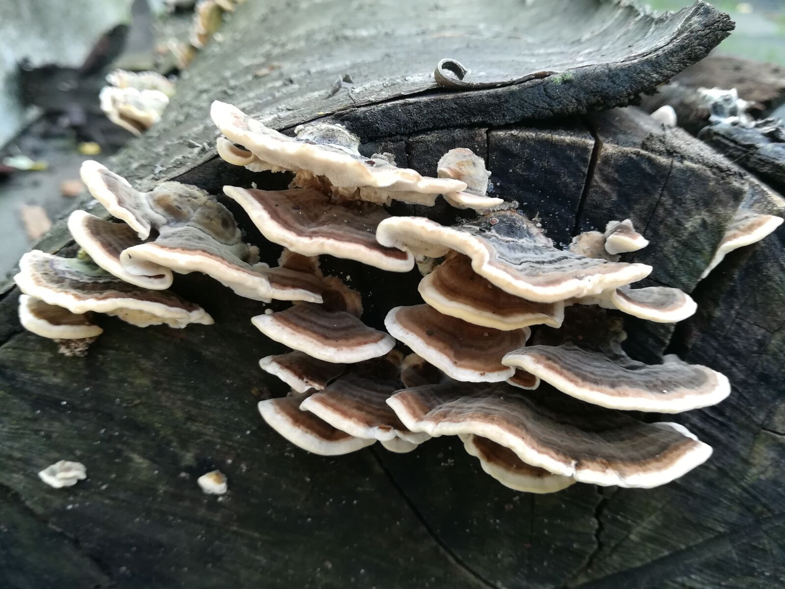 HUAWEI P10 lite sample photo. Mushroom, autumn, brown photography