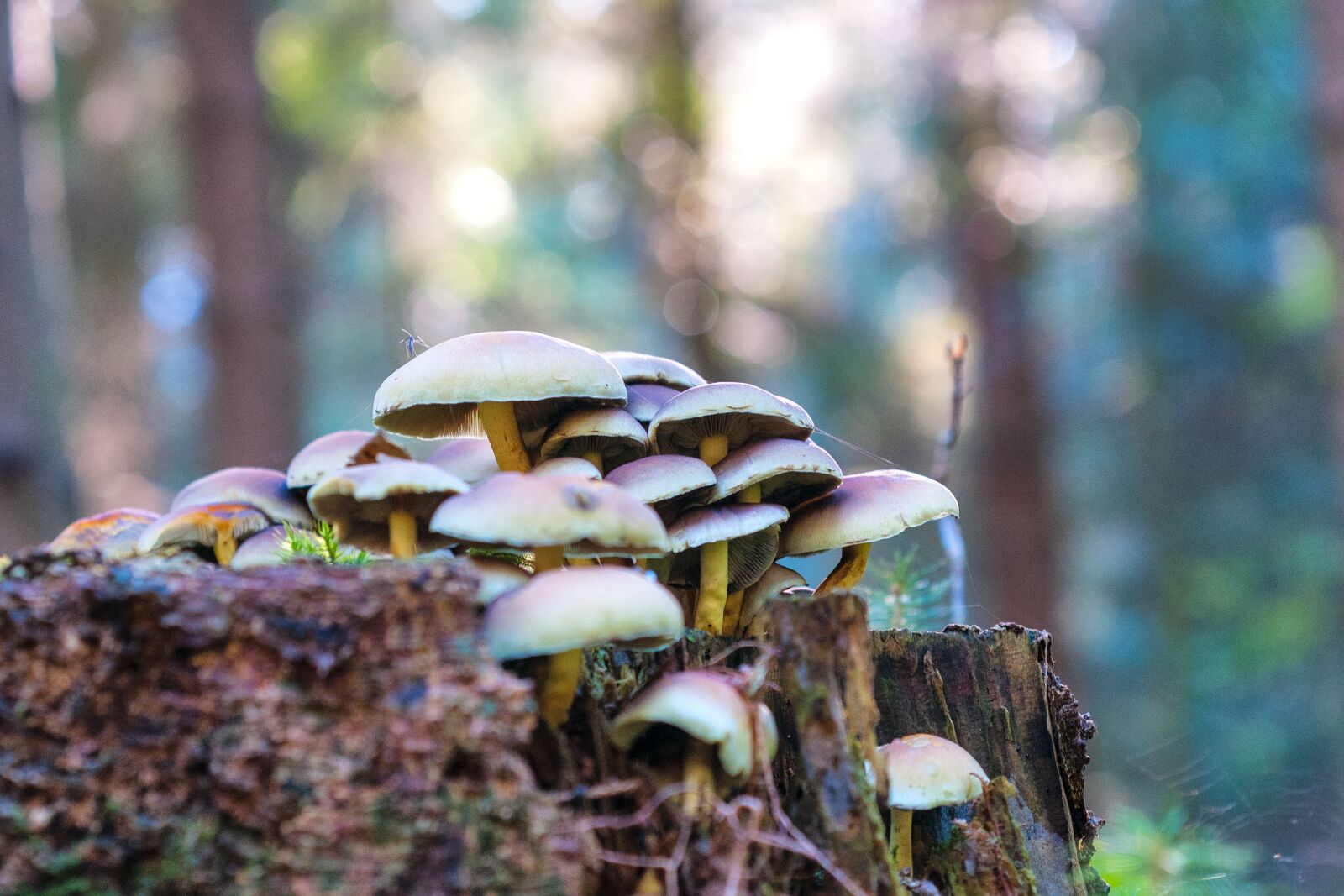 Nikon D300S sample photo. Forest, autumn, mushrooms photography