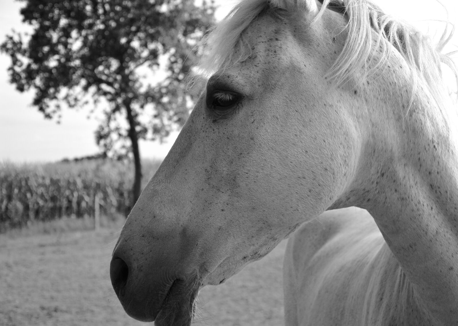 Nikon D5200 sample photo. Horse, profile, head eye photography