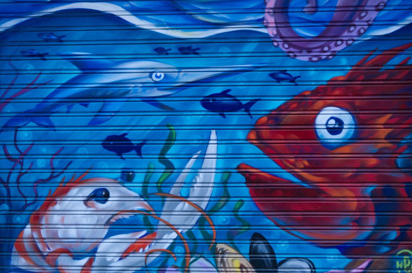 Fujifilm X-A2 + Fujifilm XC 16-50mm F3.5-5.6 OIS II sample photo. Animal, marine, fish photography