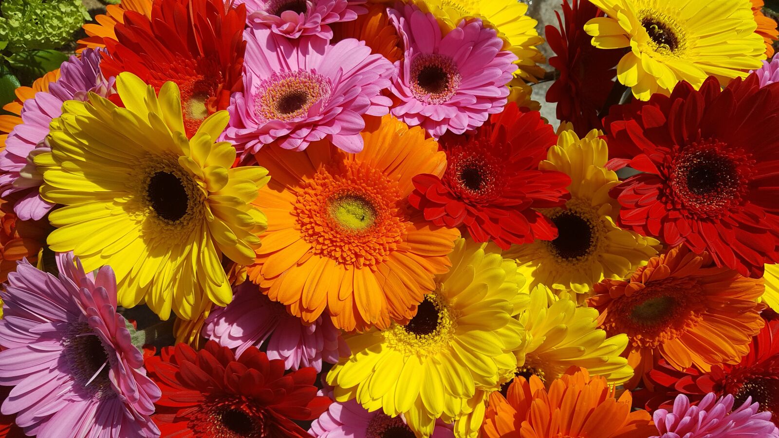 Samsung Galaxy S6 sample photo. Gerbera, flower, colorful photography