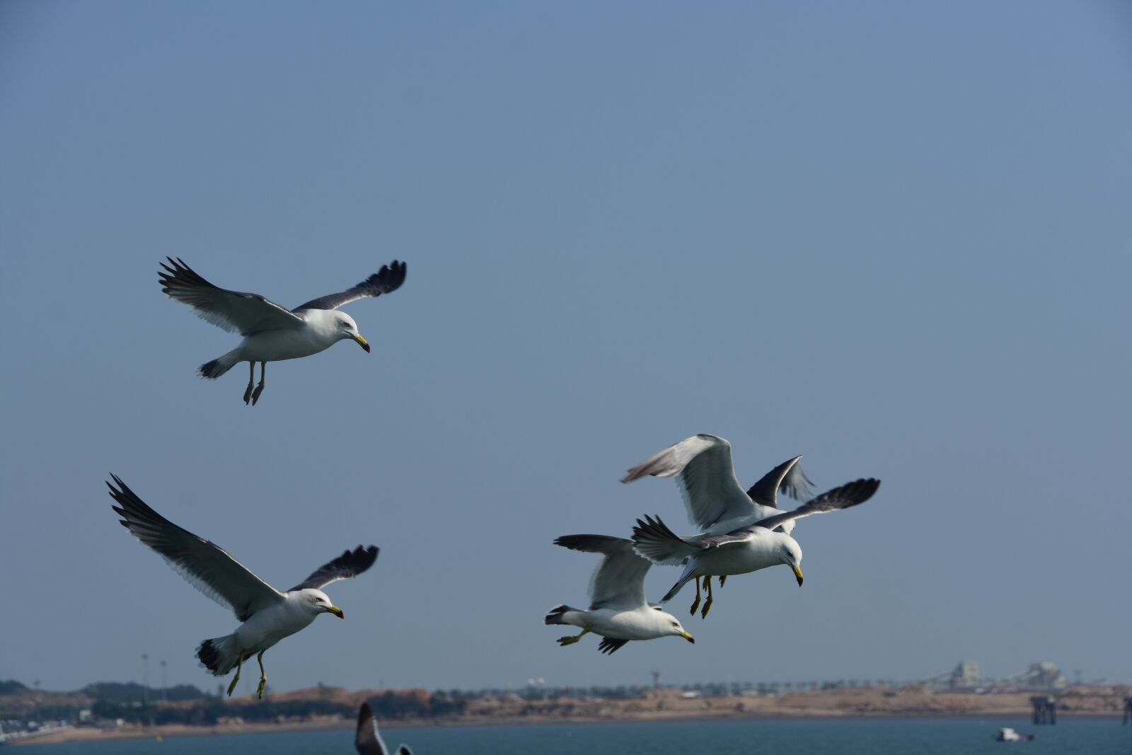 Nikon D7200 sample photo. Seagull, emergency, flight photography