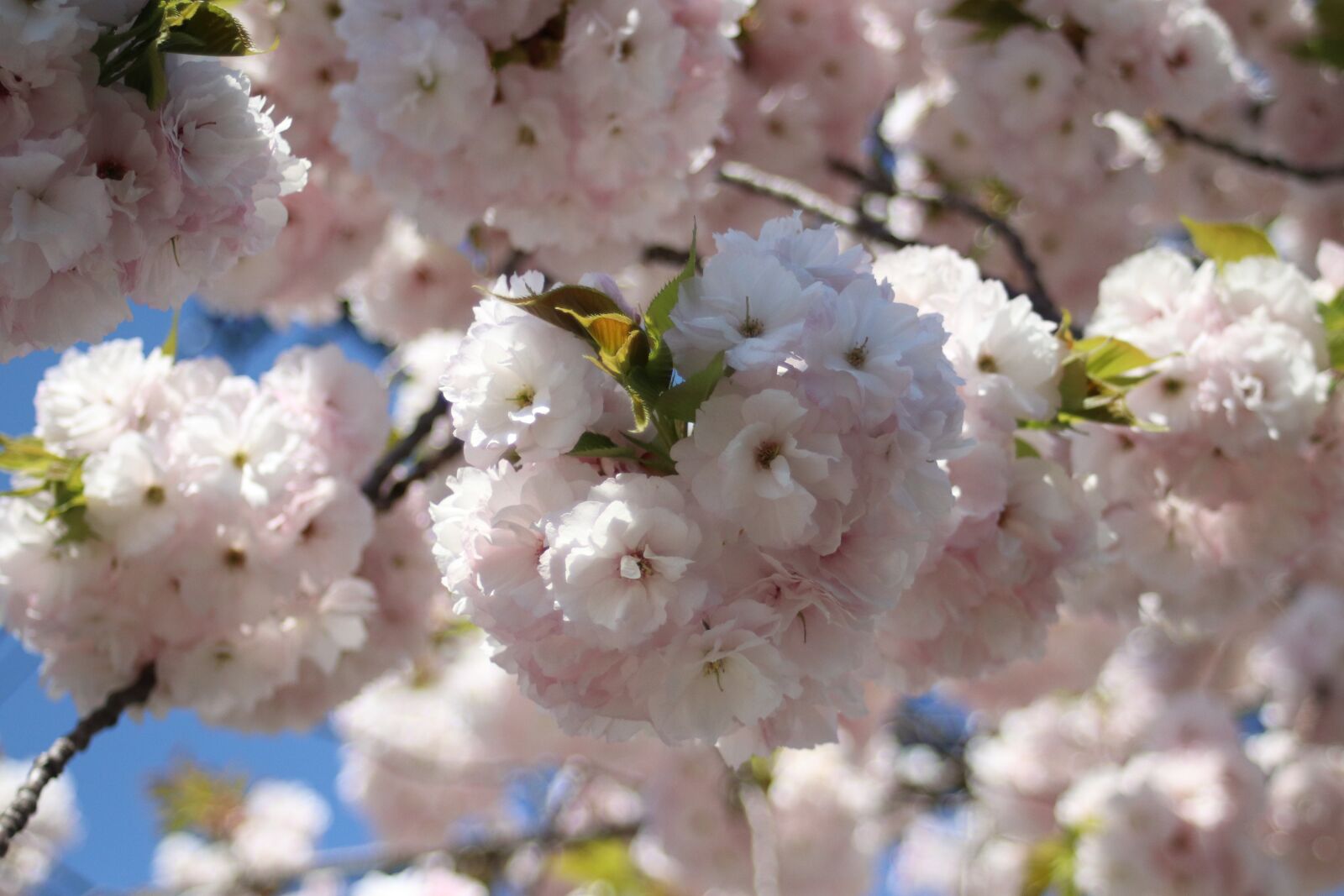 Canon EF 28-80mm f/3.5-5.6 sample photo. Full bloom, cherry, spring photography