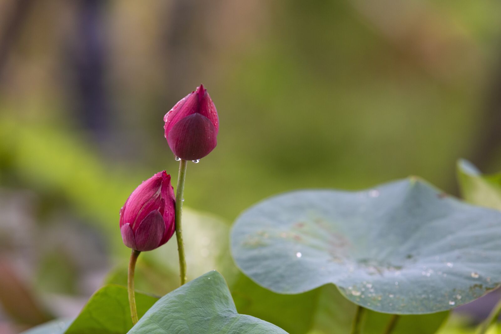Canon EF 70-200mm F2.8L USM sample photo. Hanoi, lotus, viet photography