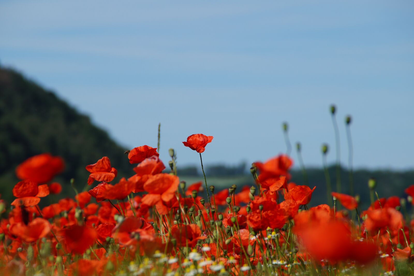 Sony SLT-A58 + Sony DT 18-200mm F3.5-6.3 sample photo. Poppy, nature, red photography