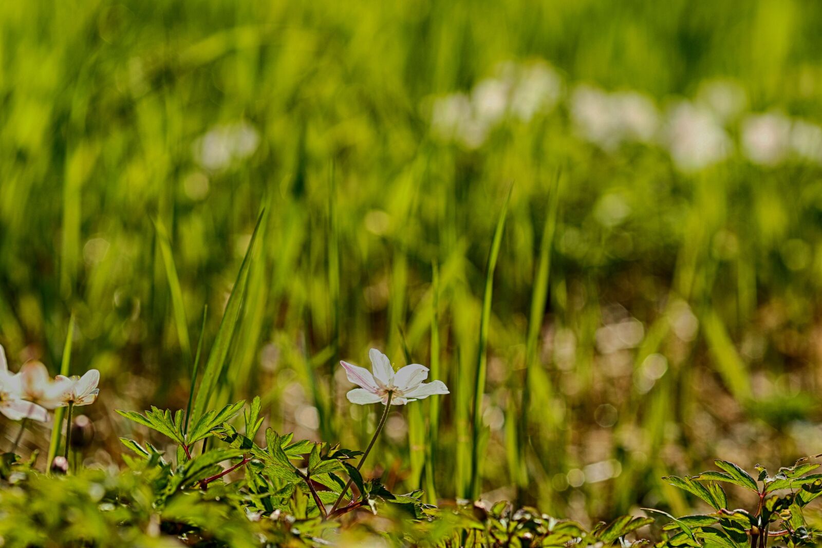 Canon EOS 7D Mark II + Canon EF 135mm F2L USM sample photo. Anemones, flower, white photography