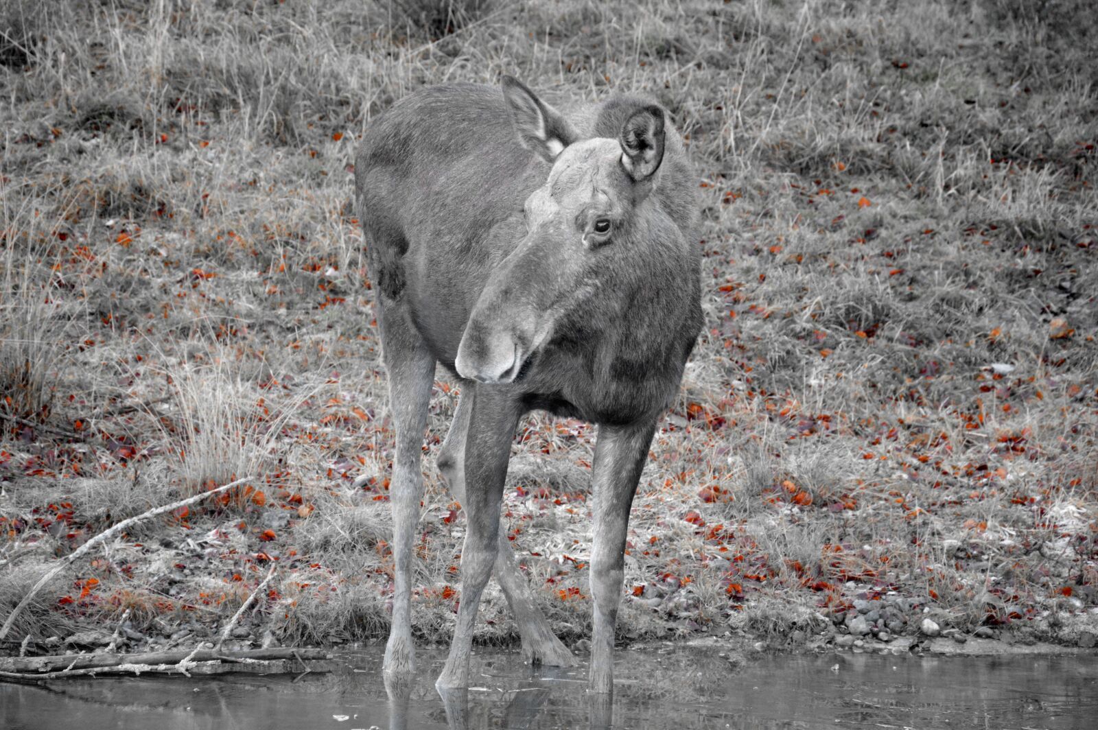 Nikon D3200 sample photo. Moose, wild animal, nature photography