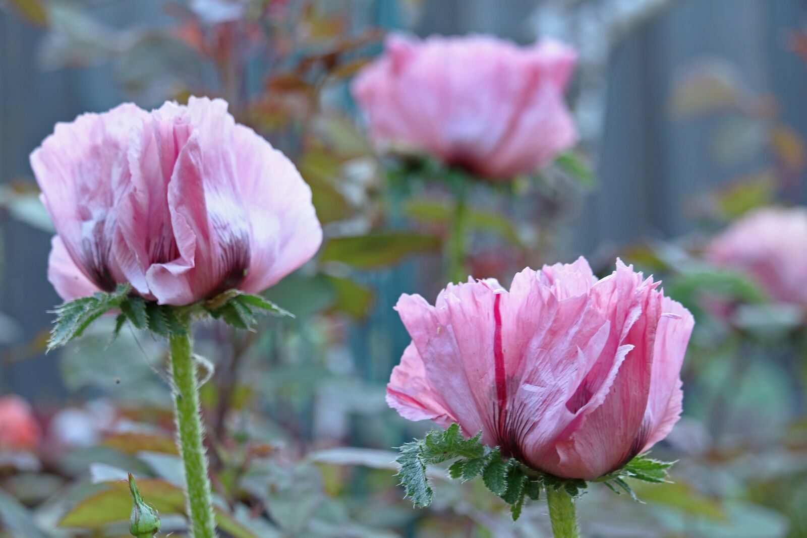 Canon EF-S 55-250mm F4-5.6 IS STM sample photo. Poppy, pink poppy, pink photography