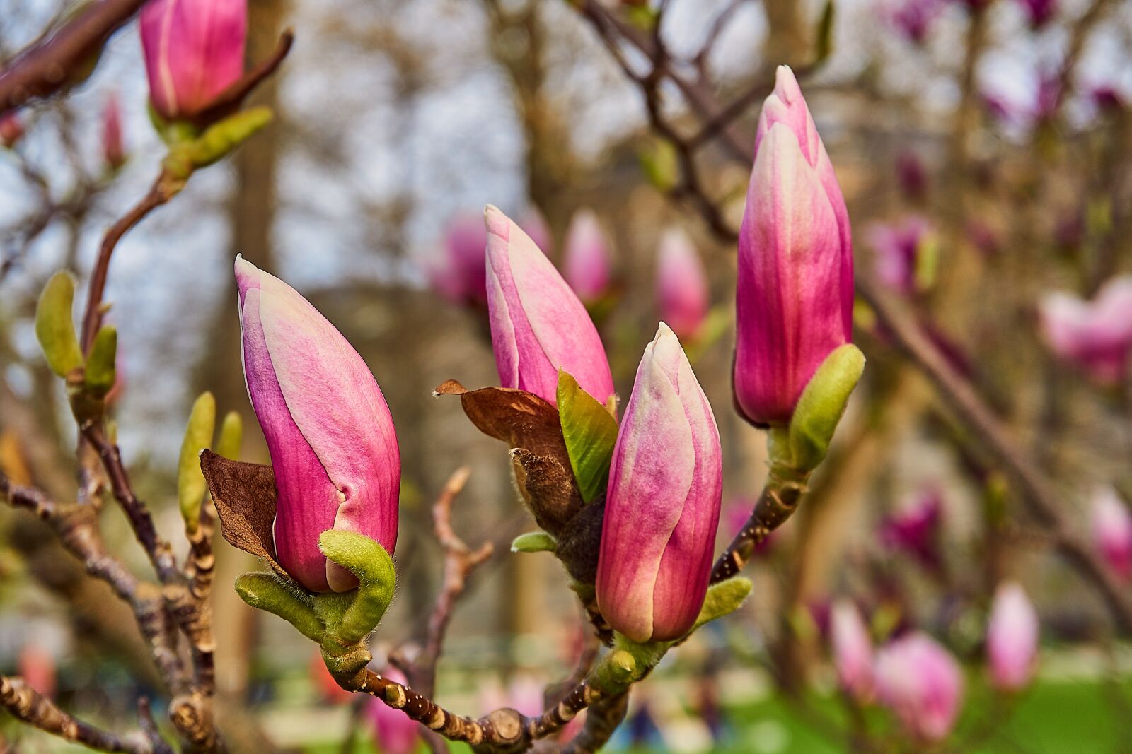 Sony a6000 sample photo. Tulip magnolia, magnolia soulangeana photography