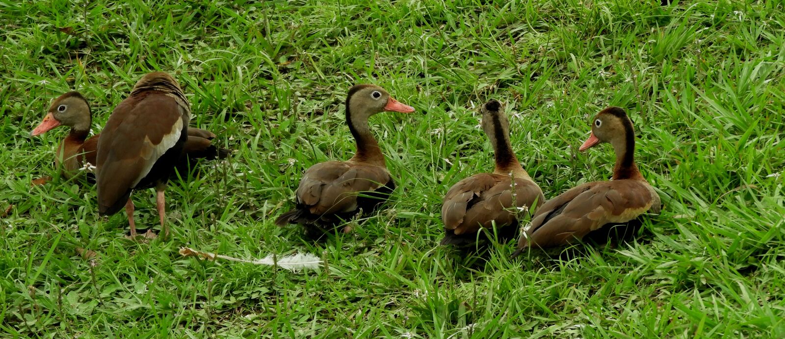 Nikon Coolpix B700 sample photo. Nature, birds, ducks photography