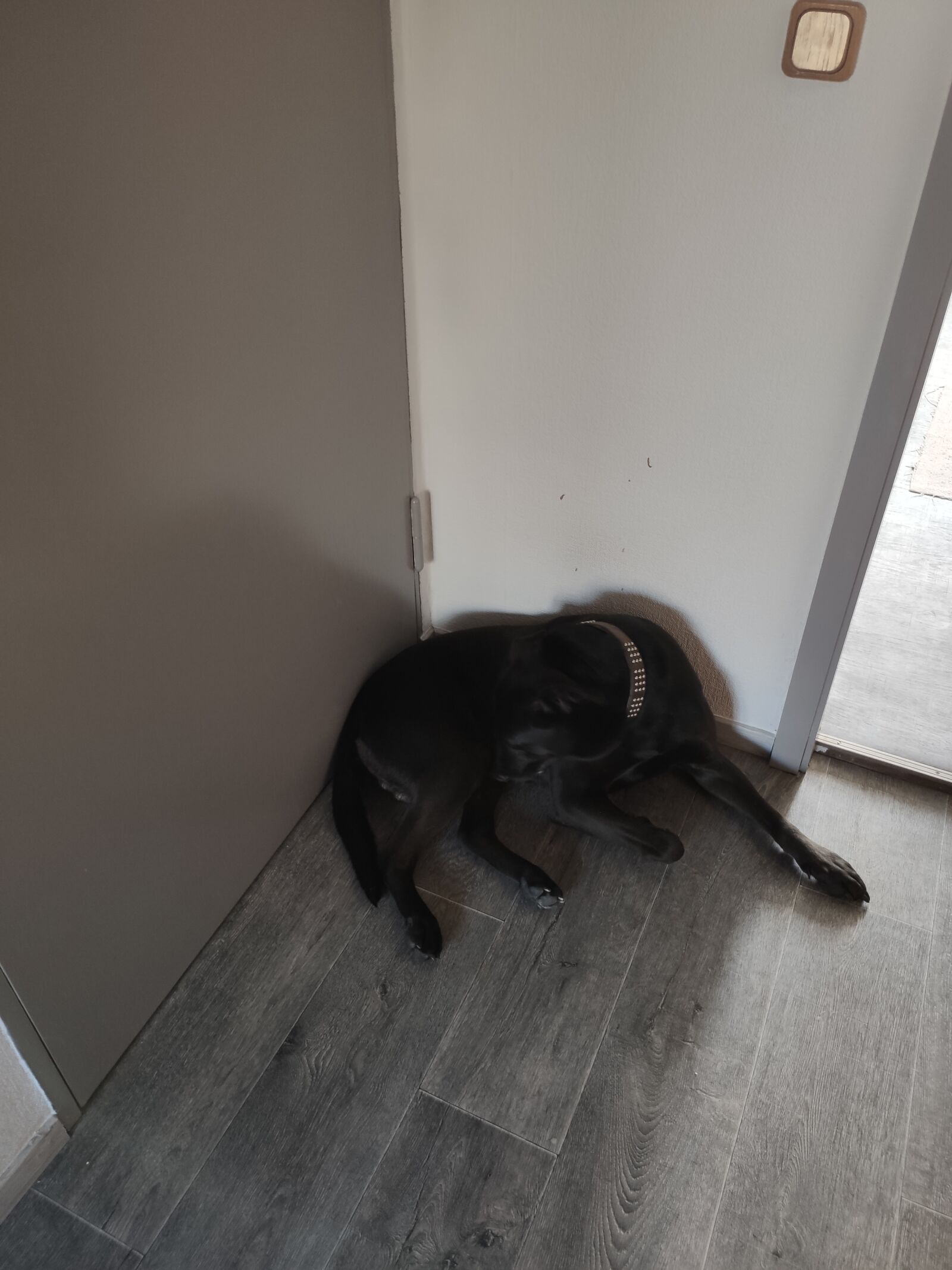 Xiaomi MI 9 sample photo. Dog, nature, animal photography