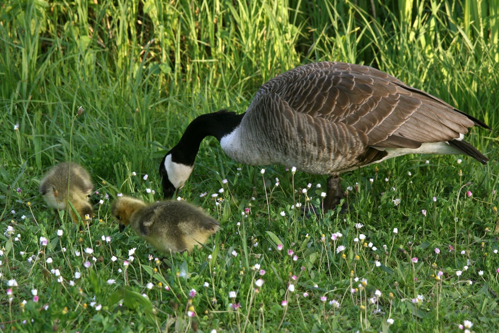 Canon EOS 400D (EOS Digital Rebel XTi / EOS Kiss Digital X) sample photo. Canada goose, goose, wild photography