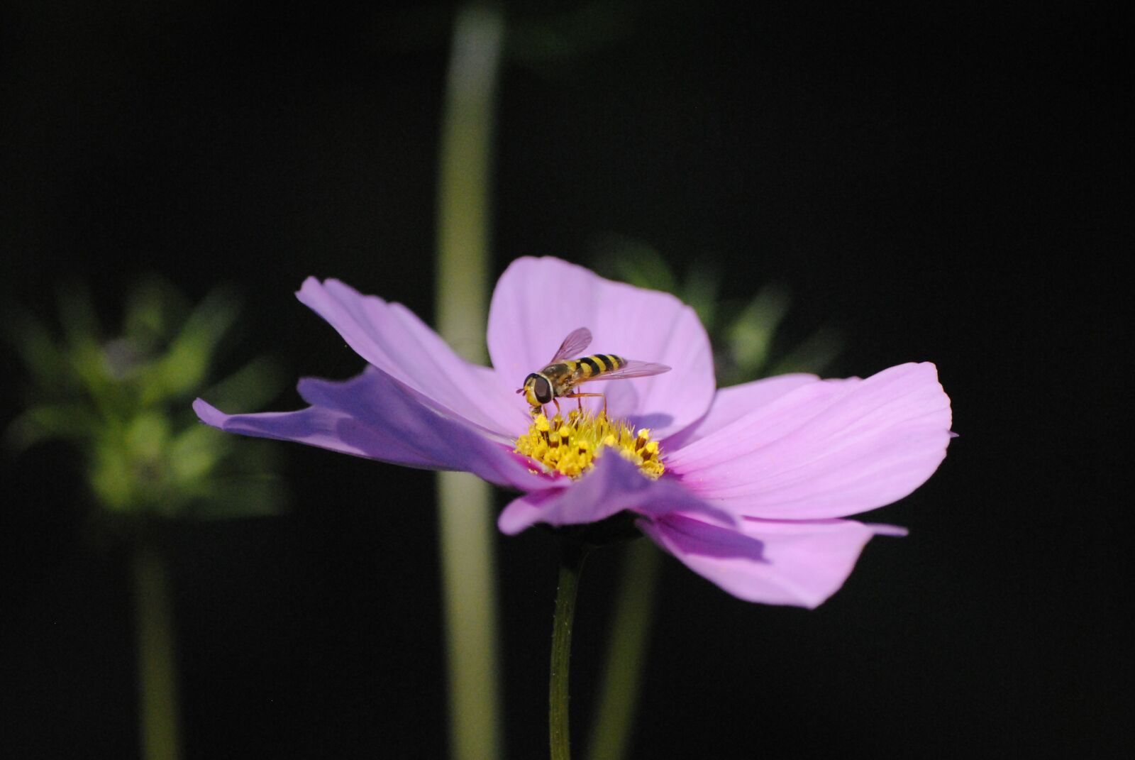 Nikon D3000 sample photo. Flower, bee, black photography
