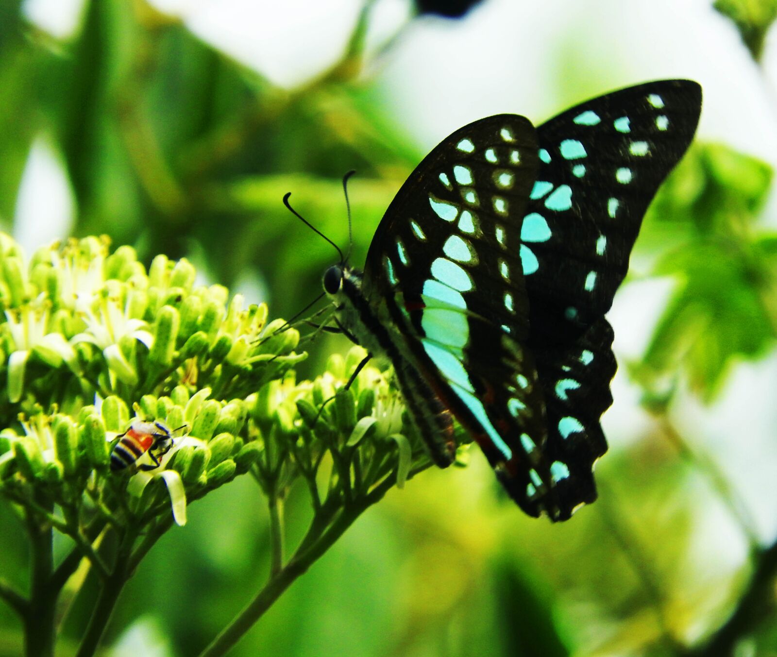 Nikon Coolpix P610 sample photo. Butterfly, flower, flying photography