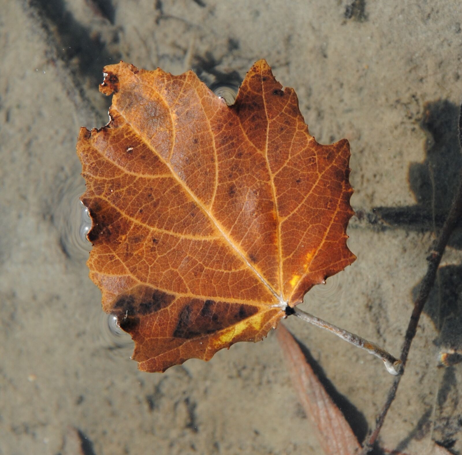 Nikon D3000 sample photo. Foliage, water, lake photography