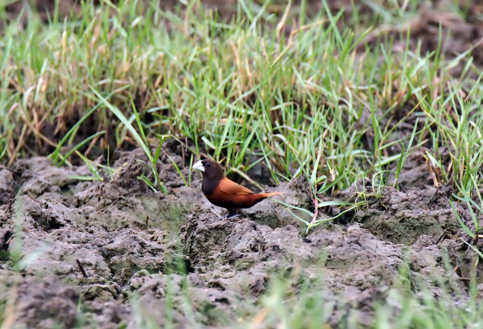 Olympus OM-D E-M1 sample photo. Outdoor, bird, chestnut photography
