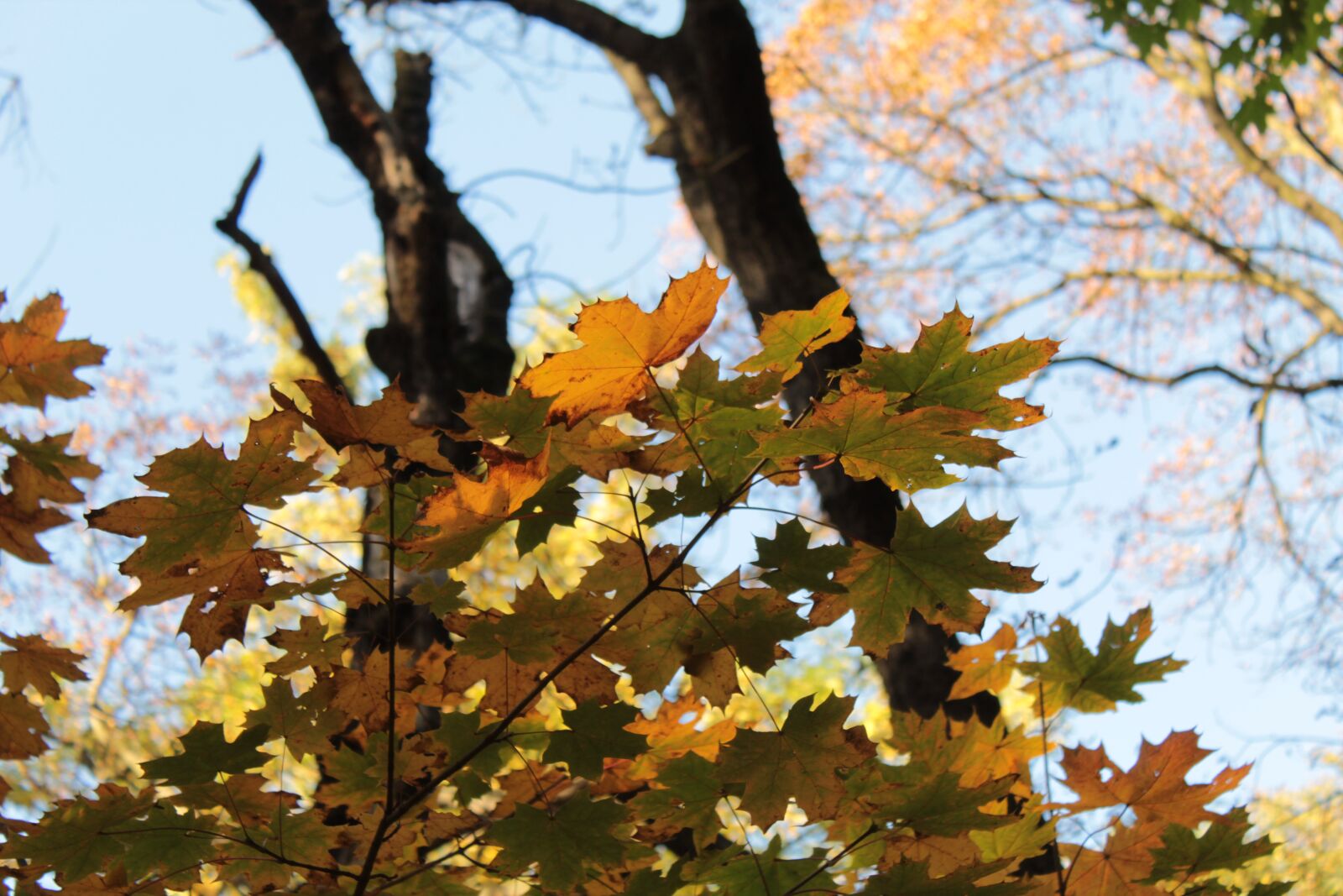 Canon EOS 4000D (EOS Rebel T100 / EOS 3000D) sample photo. Autumn, poland, tree photography