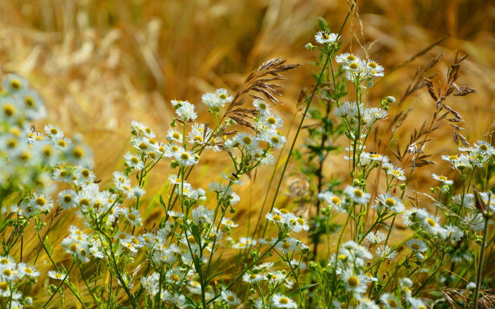 Nikon D7100 sample photo. Field, nature, from photography