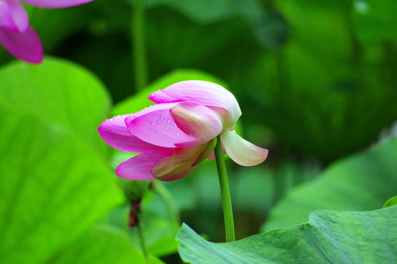 Pentax K-x sample photo. Lotus flower, pink, lotus photography
