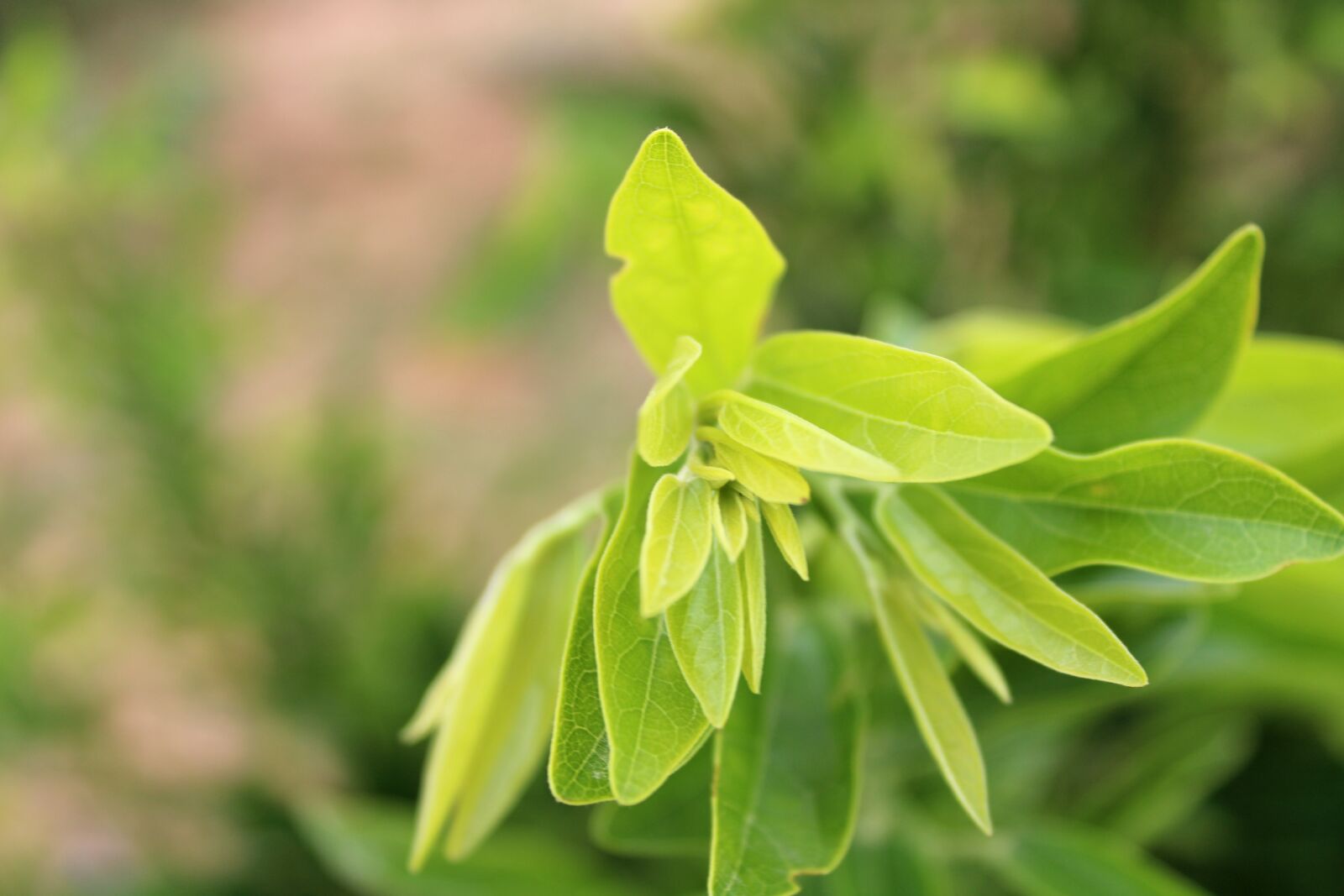 Canon EOS 2000D (EOS Rebel T7 / EOS Kiss X90 / EOS 1500D) sample photo. The wild vine leaves photography