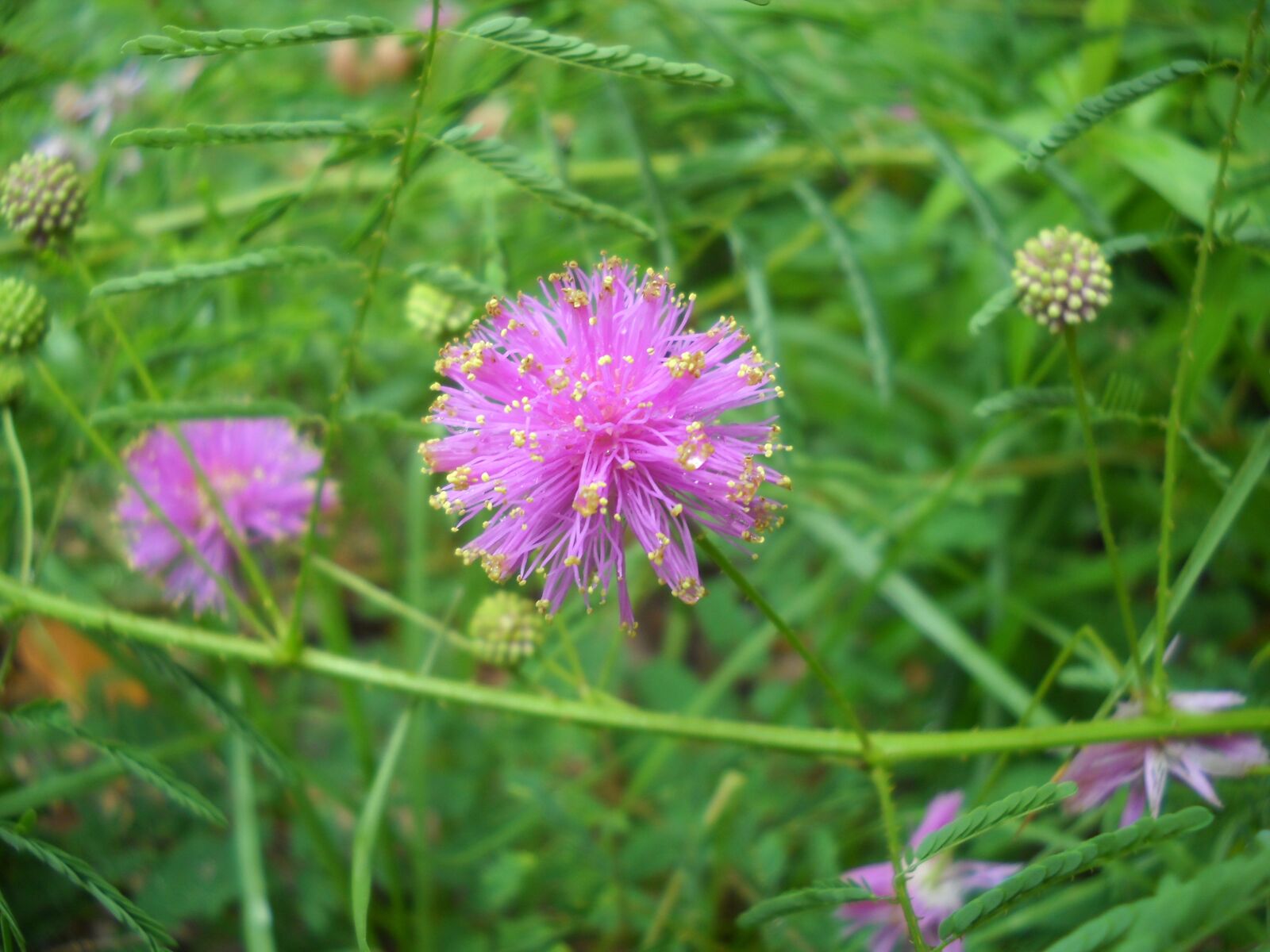 Nikon Coolpix L20 sample photo. Wild flower, purple, wild photography