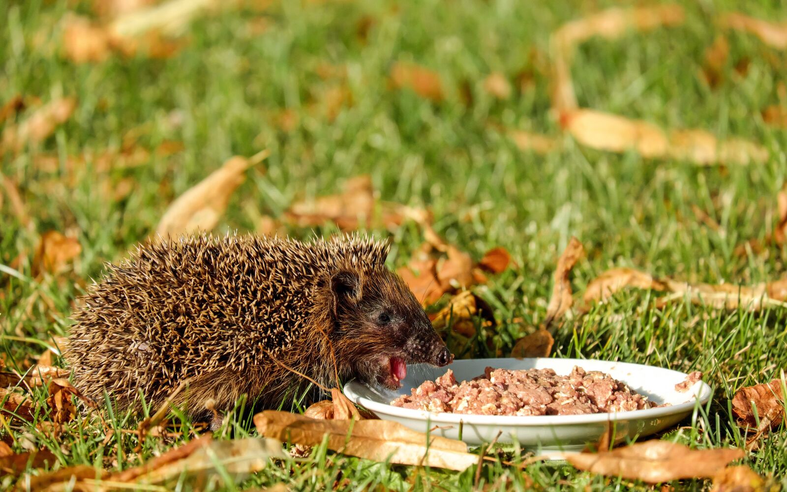 Fujifilm X-T10 + Fujifilm XC 50-230mm F4.5-6.7 OIS sample photo. Hedgehog, animal, mammal photography
