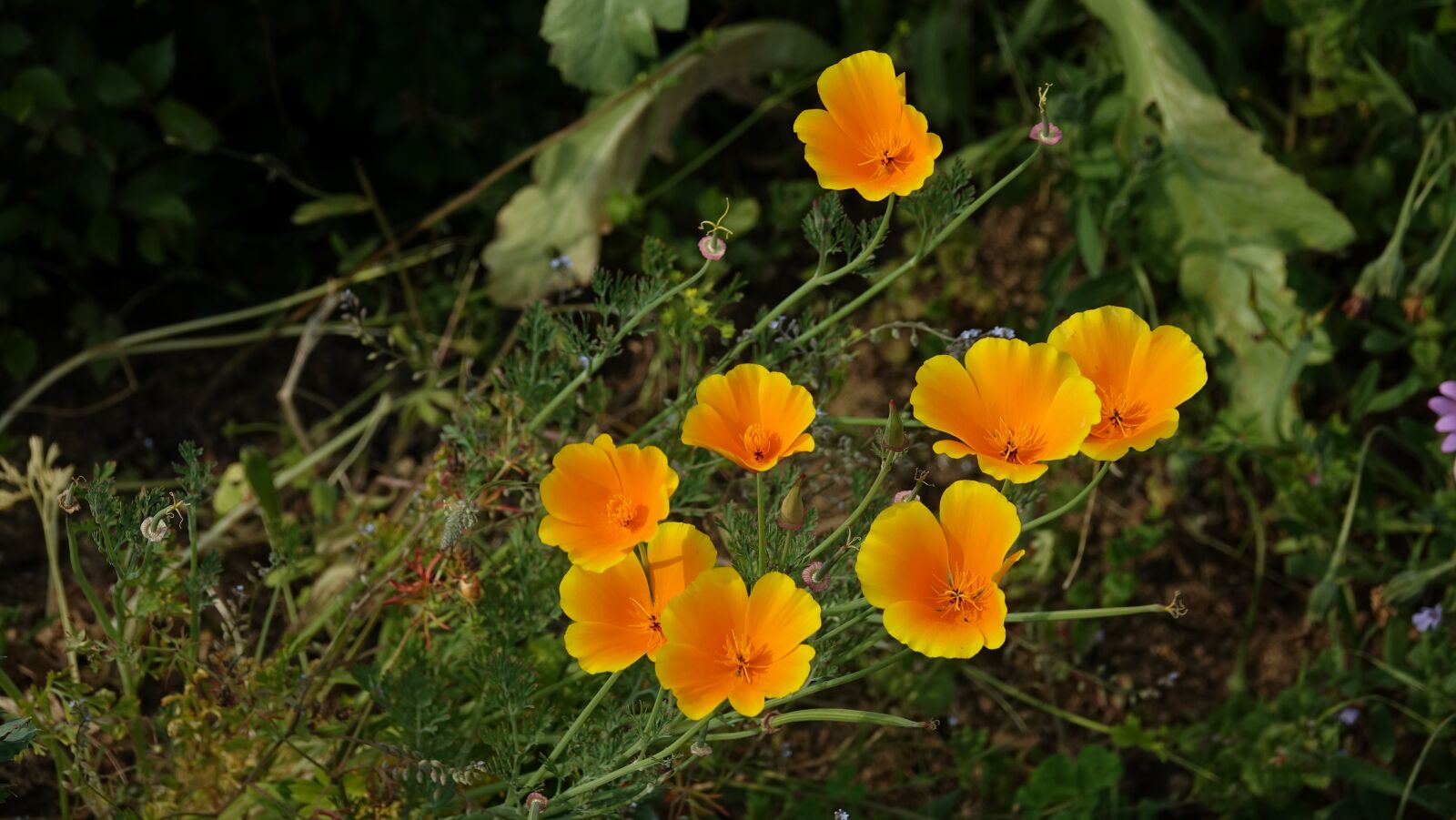 Sony Cyber-shot DSC-RX10 III sample photo. Flower, worry, calendula officinalis photography