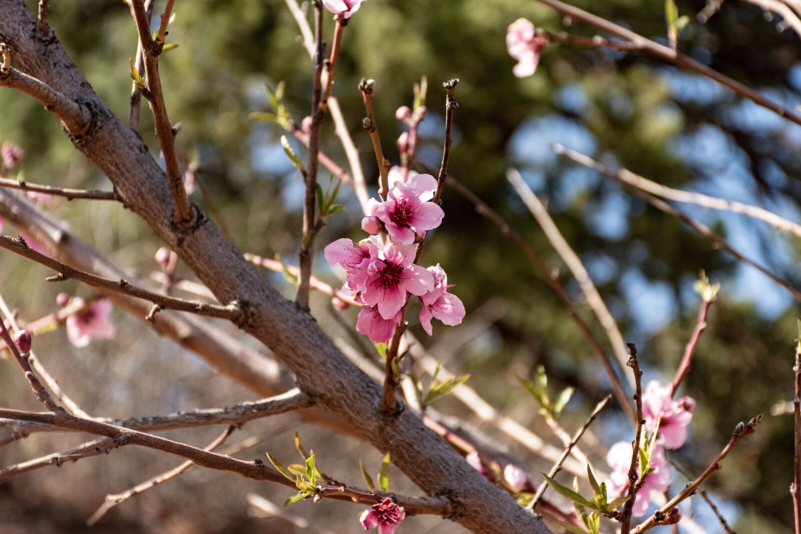 Nikon D5600 sample photo. Tree, blossom, flower photography