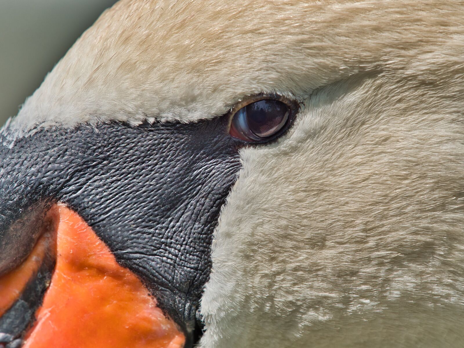 Panasonic Lumix DC-G9 sample photo. Swan, white, bird photography
