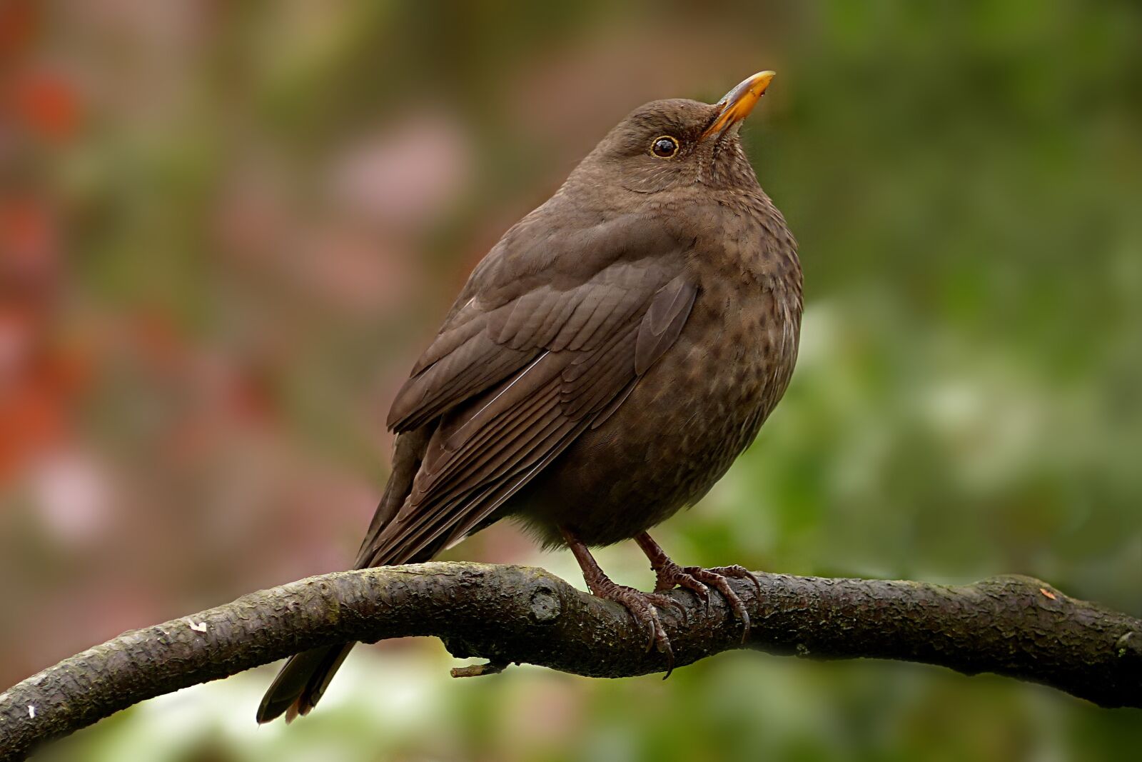 Panasonic Lumix DMC-FZ200 sample photo. Animal, bird, blackbird photography
