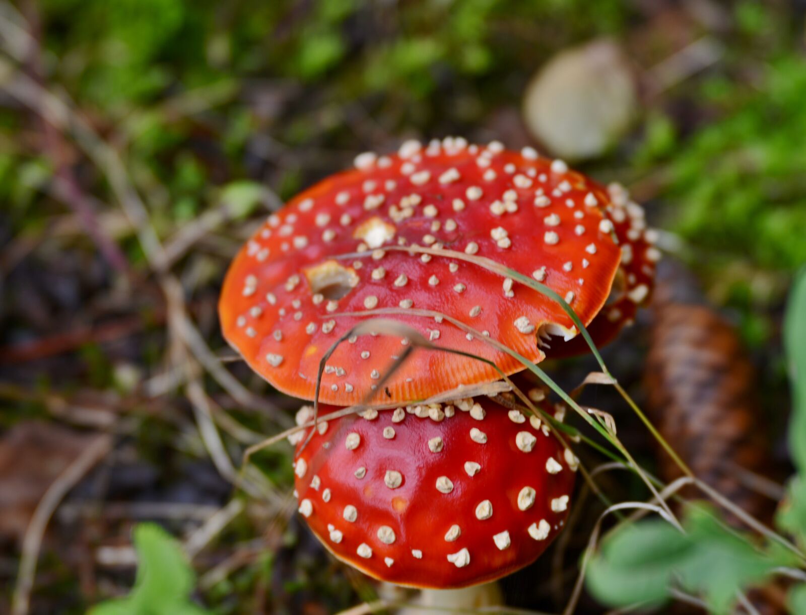 Nikon D600 sample photo. Mushrooms, red with white photography