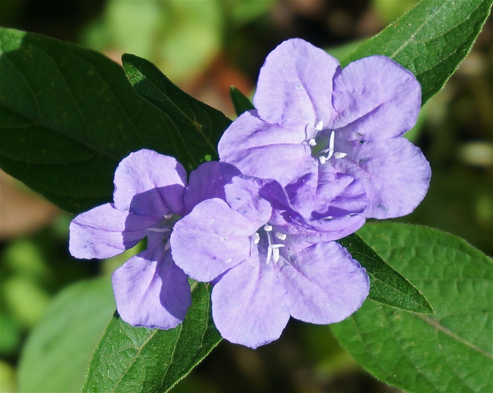 Sony Alpha NEX-5T sample photo. Wild petunia, close-up, petunia photography