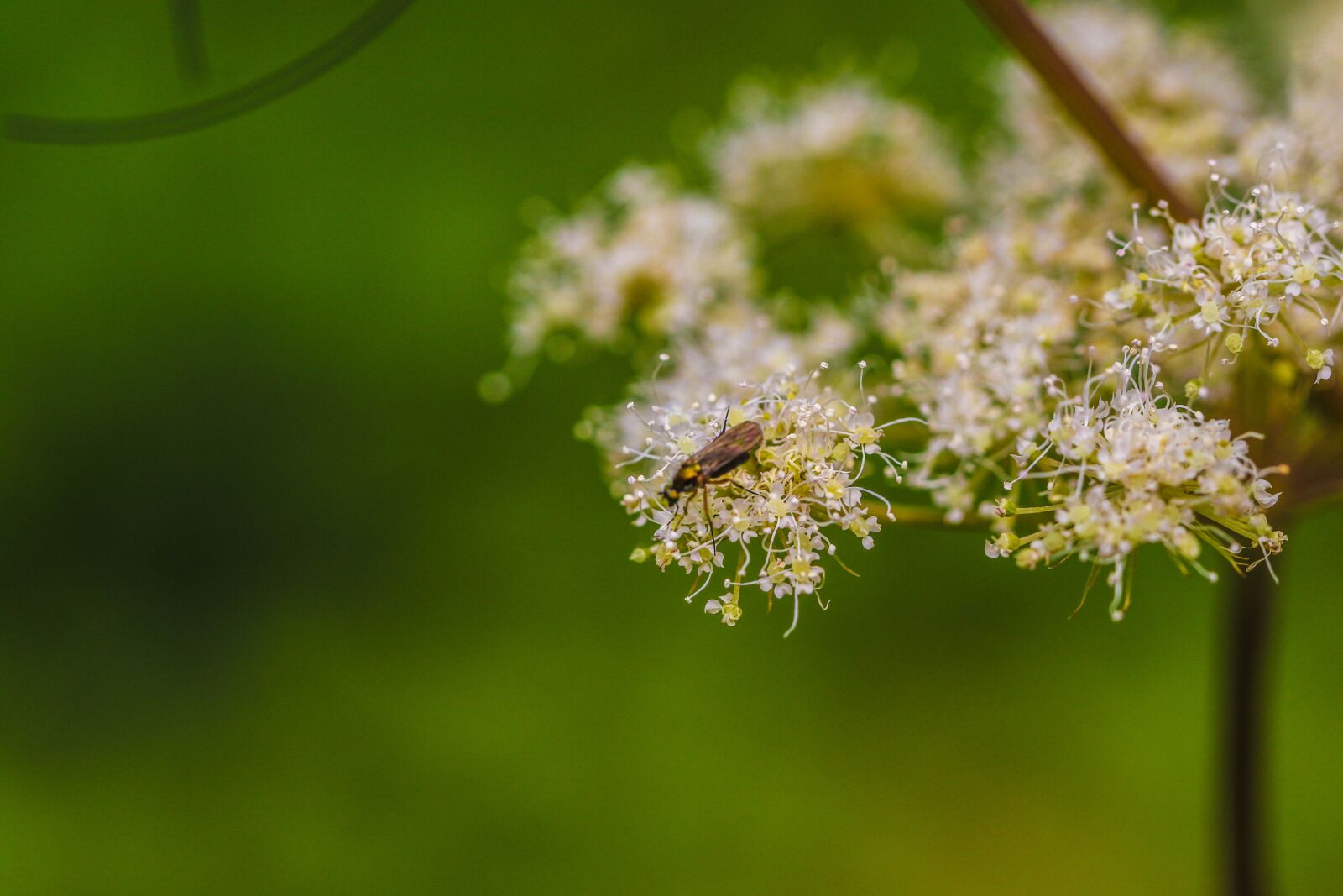 Canon EOS 7D Mark II sample photo. Plant, insect, green photography
