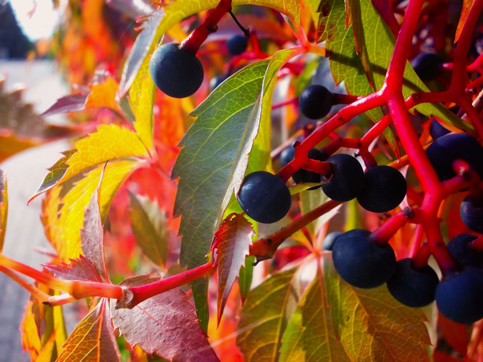 Nikon COOLPIX L25 sample photo. Autumn, foliage, fruit photography