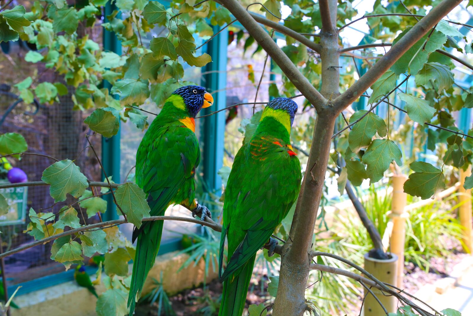 Canon EOS 6D sample photo. Parrots, love, bird photography