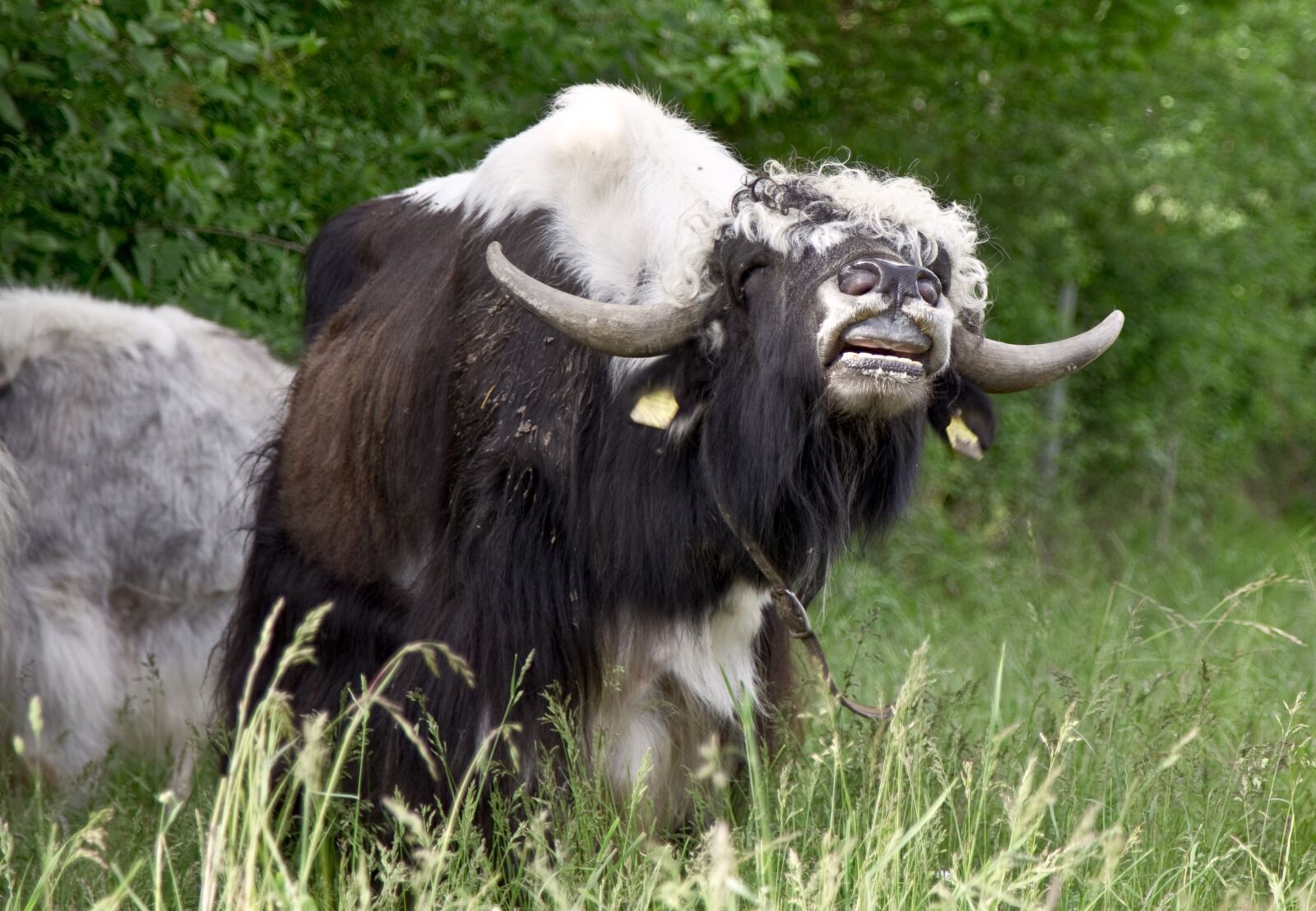 Canon EOS 6D sample photo. Yak, beef, cattle photography