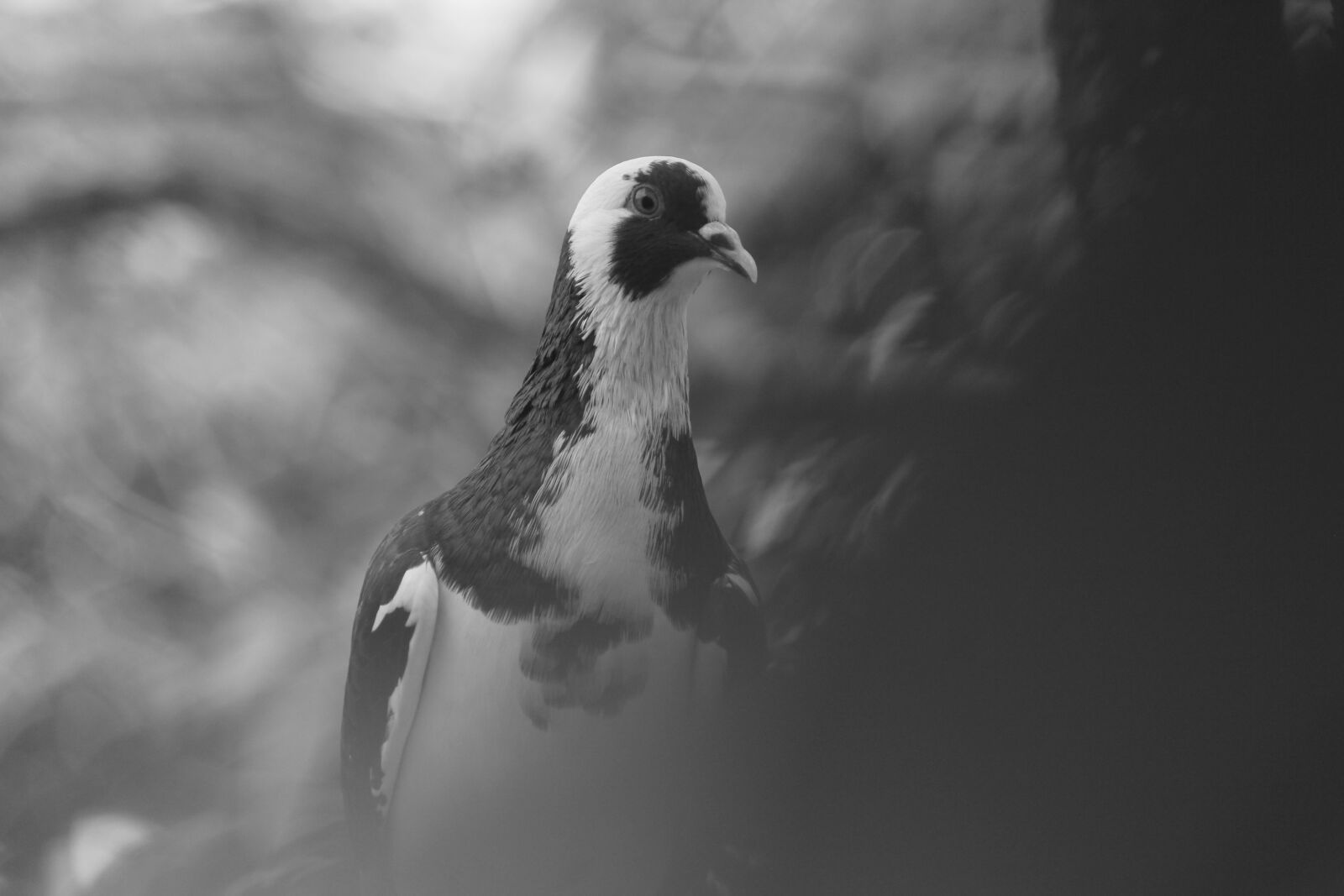 Canon EOS 60D sample photo. Bird, pigeons, animals photography